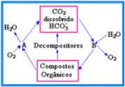 esquema do ciclo do carbono em ambientes terrestres