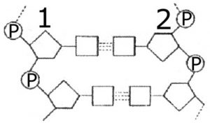 esquema ligação nucleotideos