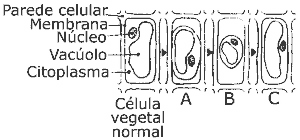 esquema célula normal colocada em 3 meios distintos