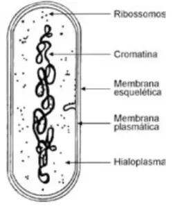 celula procaronte e características 