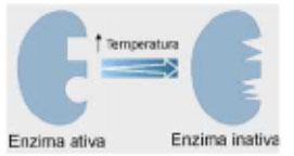 desnaturação de enzimas causada por elevação da temperatura.