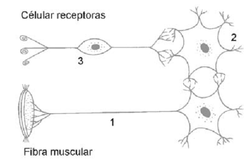 neurônios motor, associativo e sensorial.