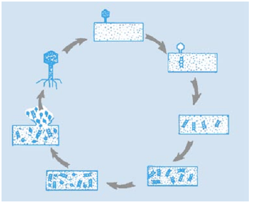 esquema do ciclo reprodutivo dos bacteriófagos