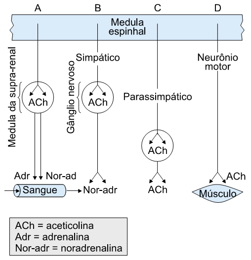 esquema substâncias neurotransmissoras periféricas em vertebrados