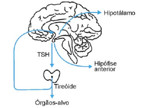 esquema produção de hormônios pela tireoide