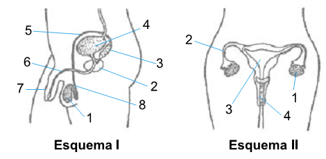 sistema genital masculino e feminino