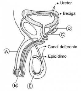 sistema urogenital masculino