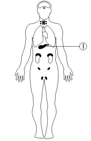 esquema humano localização de algumas glândulas endócrinas