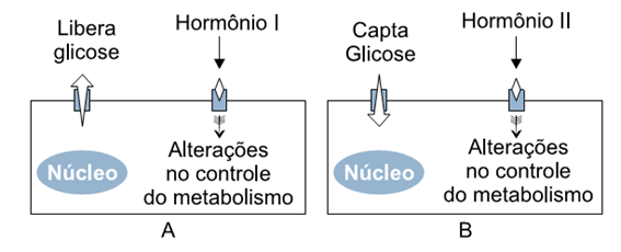 exercícios glicose e hormônios