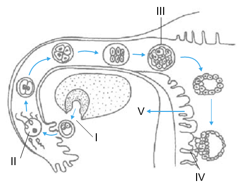 sistema reprodutor feminino e fecundação