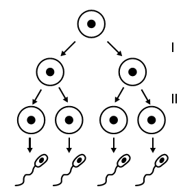 esquema das fases da gametogênese