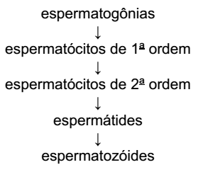 seqüência da espermatogênese na formação de espermatozóides