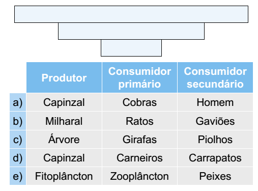 tabela Pirâmides Ecológica com produtor e consumidores