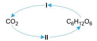 esquema simples do ciclo do carbono