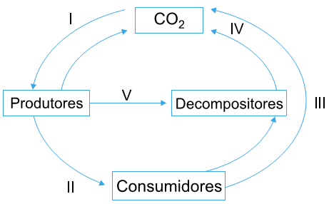 ciclo do carbono exercícios