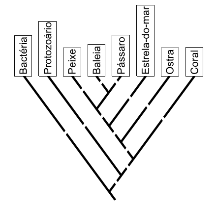 árvore filogenética de algumas espécies