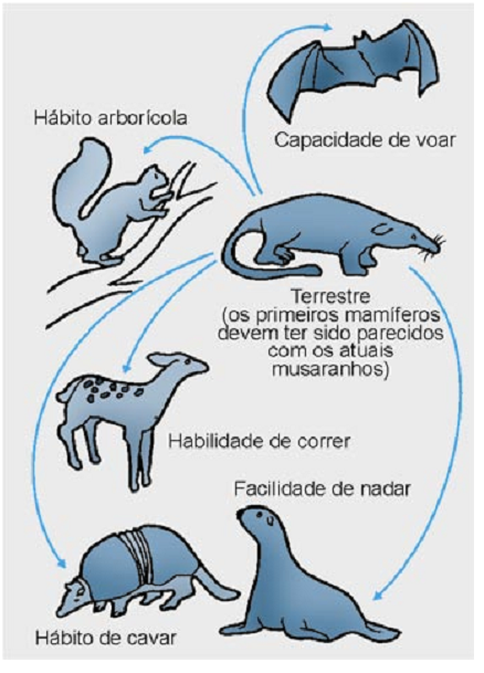 esquema de Irradiação e Convergência de alguns animais