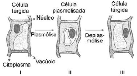 processo de plasmólise e deplasmólise em uma célula vegetal