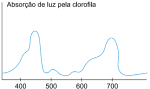 gráfico absorção da energia luminosa pelos pigmentos contidos nos cloroplastos