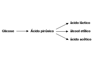 esquema do processo bioquímico utilizado na fabricação de pães, vinhos, cervejas