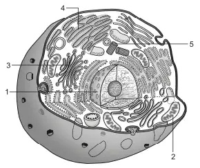 célula eucariótica e 5 estruturas