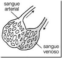 esquema alveolos do pulmão
