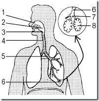 esquema do aparelho respiratório humano