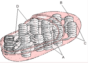 esquema de um cloroplasto e suas características 