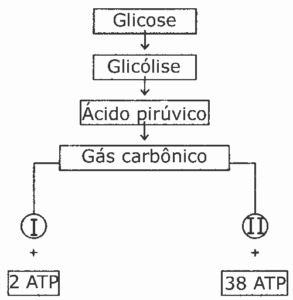 esquema de produção de ATP através da fermentação e respiração