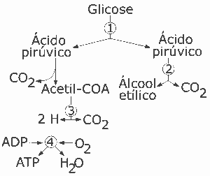 etapas da degradação da glicose