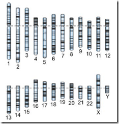 diferentes tipos de cromossomos humanos