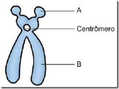 figura de um cromossomo e centrômero