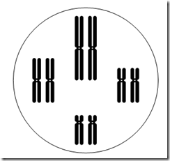 cromossomo exercícios com gabarito