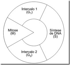 ciclo de vida de uma célula somática humana mitose