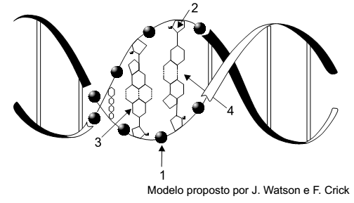 modelo da estrutura molecular do DNA