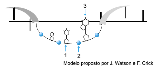 modelo molecular do ácido ribonucléico