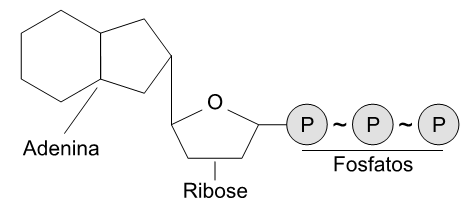 estrutura de um nucleotídeo 
