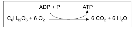 equação ADP+P em ATP