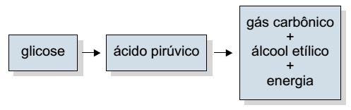 esquema processo biológico da fermentação alcoólica