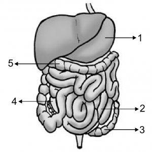 esquema do tubo digestivo