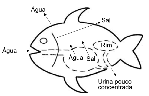 Sistema Excretor de um peixe