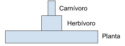 diagrama de uma pirâmide de energia com carnívoros, herbívoros e plantas
