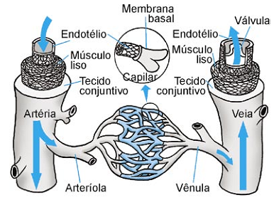 estrutura dos diferentes componentes de um sistema circulatório animal