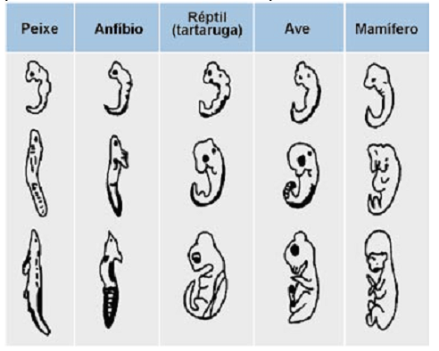 desenvolvimento embrionário de diferentes vertebrados