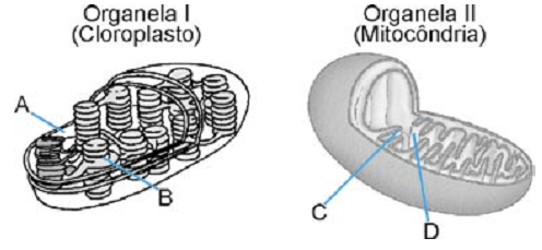 esquema de cloroplasto e mitocôndria