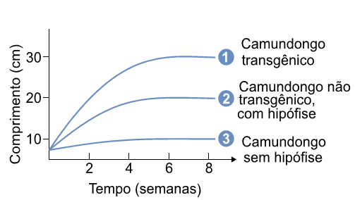 gráfico crescimento camundongo não transgênico e transgênico com edição da hipófise