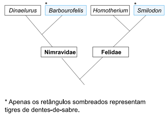 filogenia provável dos tigres de dentes-de-sabre placentários Barbourofelis e Smilodon