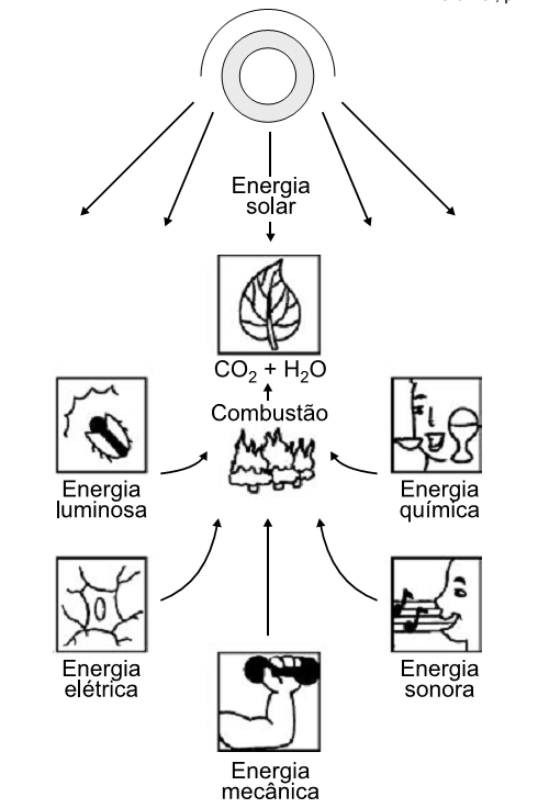ciclo de energia do sol e carboidratos