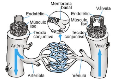 esquema estrutura dos diferentes componentes de um sistema circulatório animal
