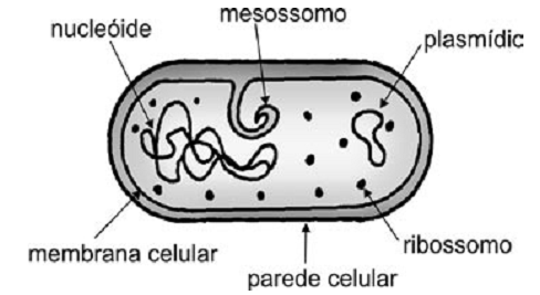 desenho esquemático de uma célula bacteriana